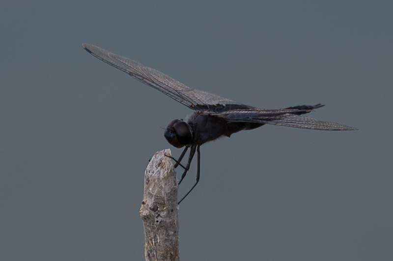 Black Saddlebags